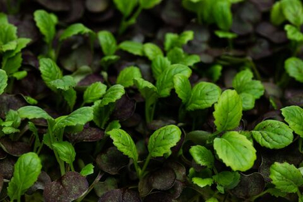 Микрозелень Горчица