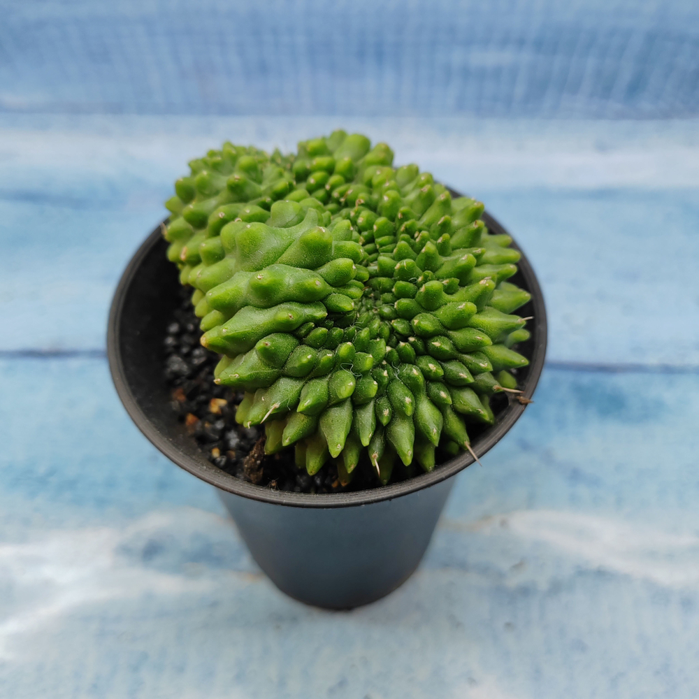 Gymnocalycium Spineless Crested form (Гимнокалициум Кристатный)