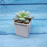Echeveria Laiu hybride (Эхеверия)