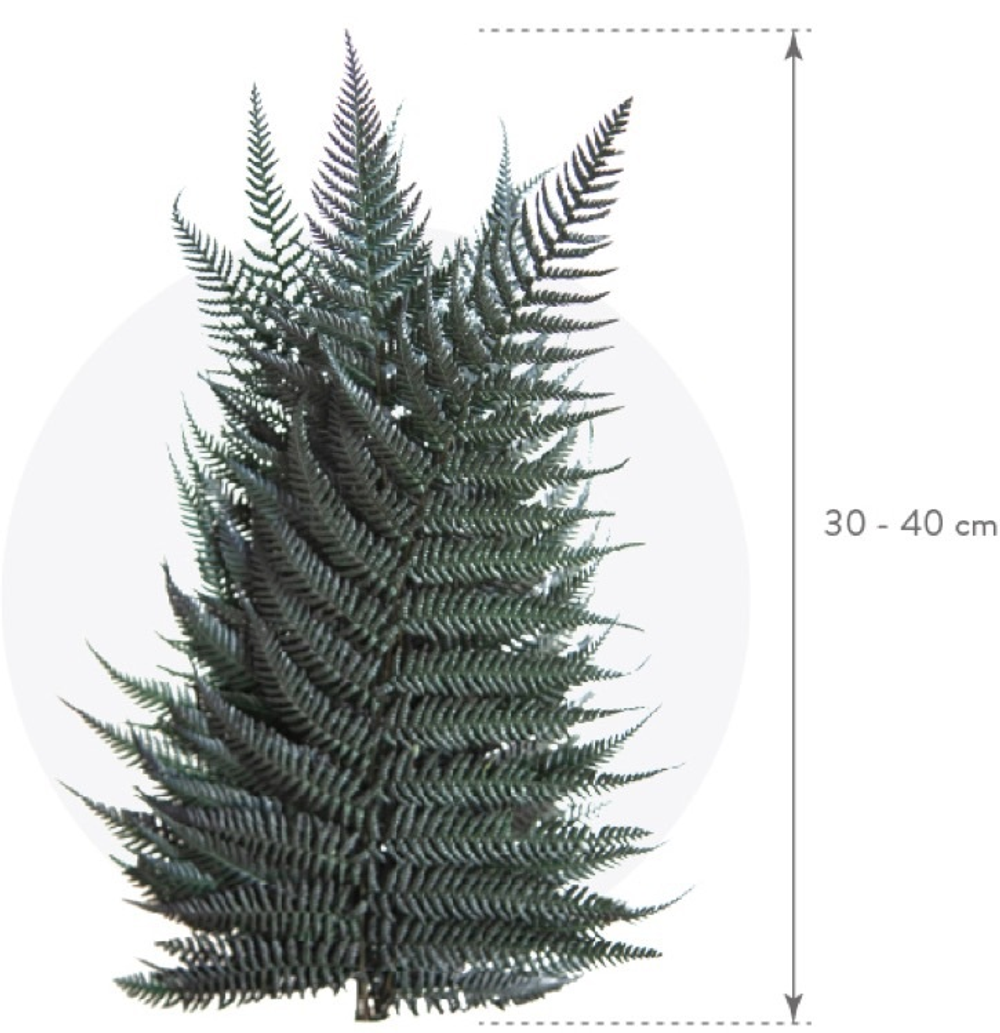 Папоротник бриллиант