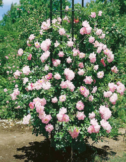 Роза канадская Мари Викторин С4 Закупка М43 июнь 2026