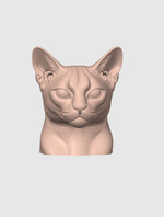 Абиссинская кошка