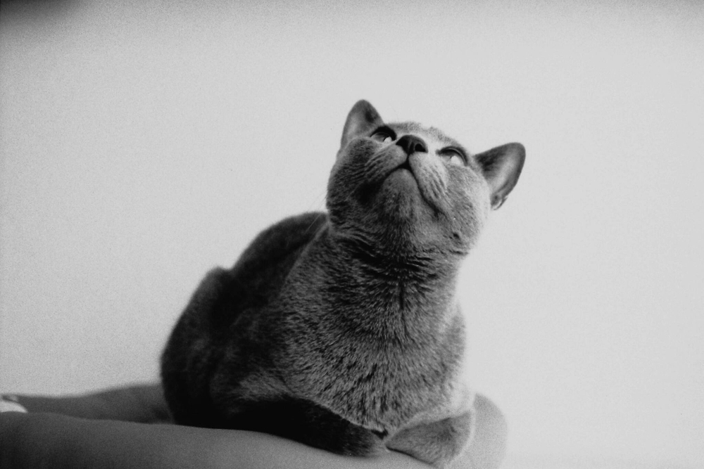 Фотопленка черно-белая FOMAPAN Classic iso 100 (36) 135mm
