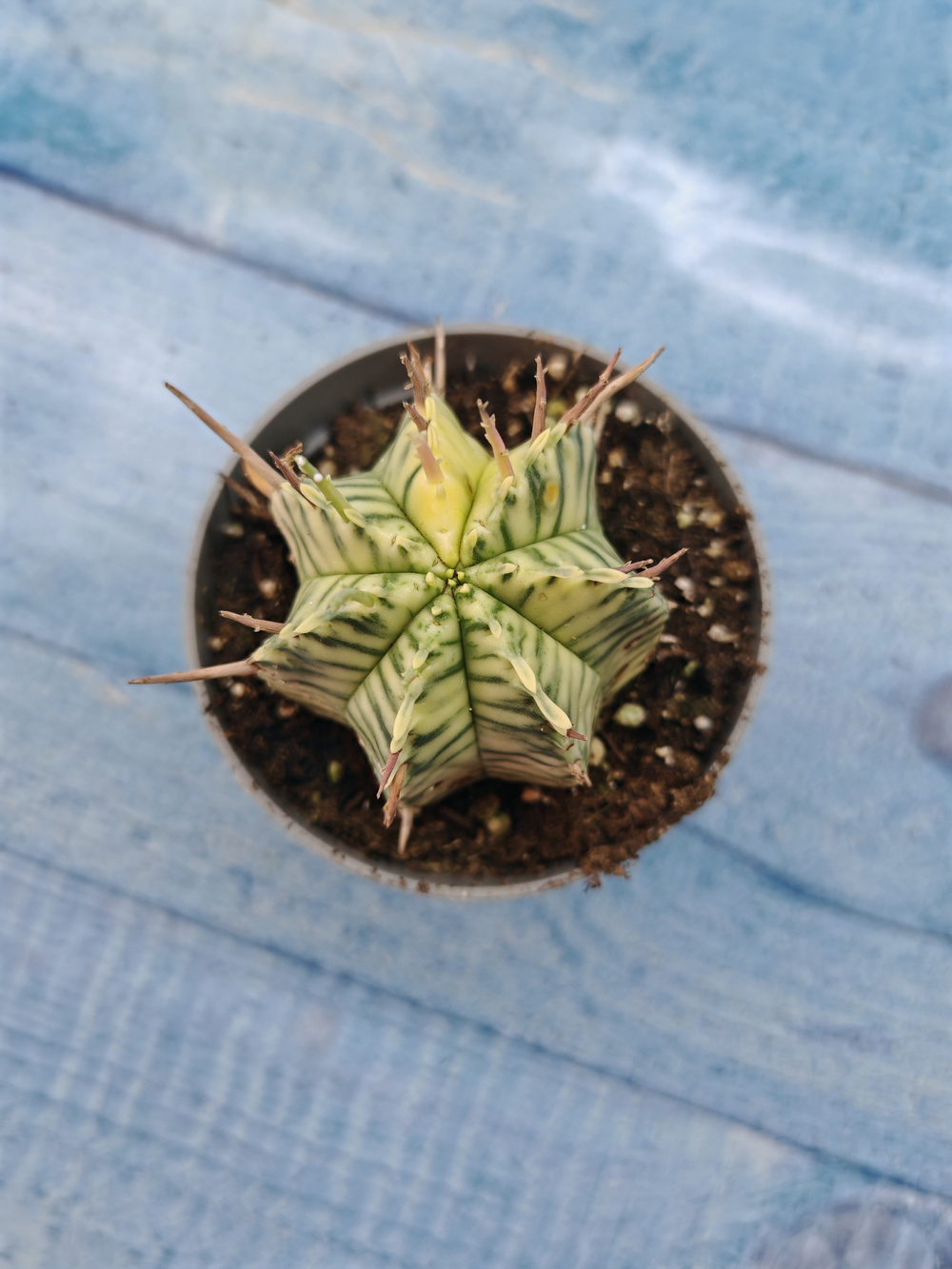 Euphorbia meloformis f. Variegated (Эуфорбия вариегатная)