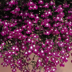 Лобелия ампельная Регата Роуз (1000др) Витагрин Профи