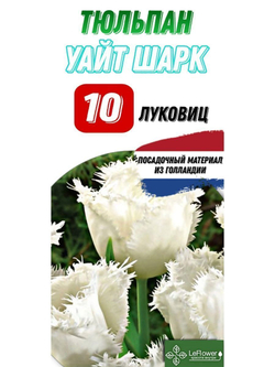 Тюльпан Уайт шарк 10 луковиц