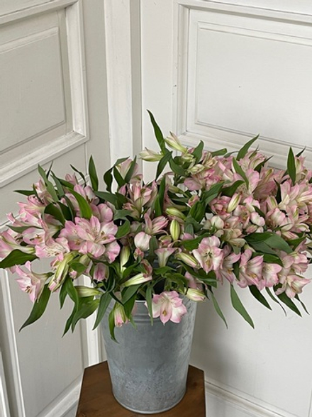 Альстромерия в розовом оттенке