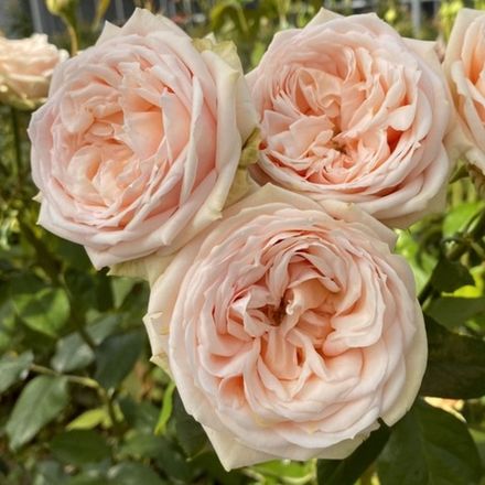 Свит Каталина (Sweet Catalina)