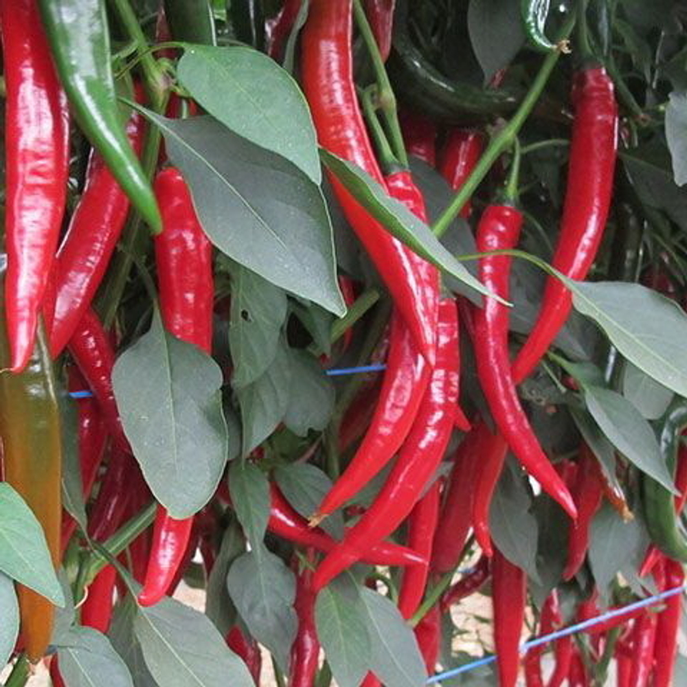 Шакира F1 семена перца острого (Enza Zaden / Энза Заден)