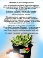 Арабис кавказский Маленькое сокровище многолетник