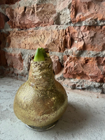 Амариллис луковица - цвет золото