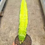 Сансевиерия DRAGON KING VAR