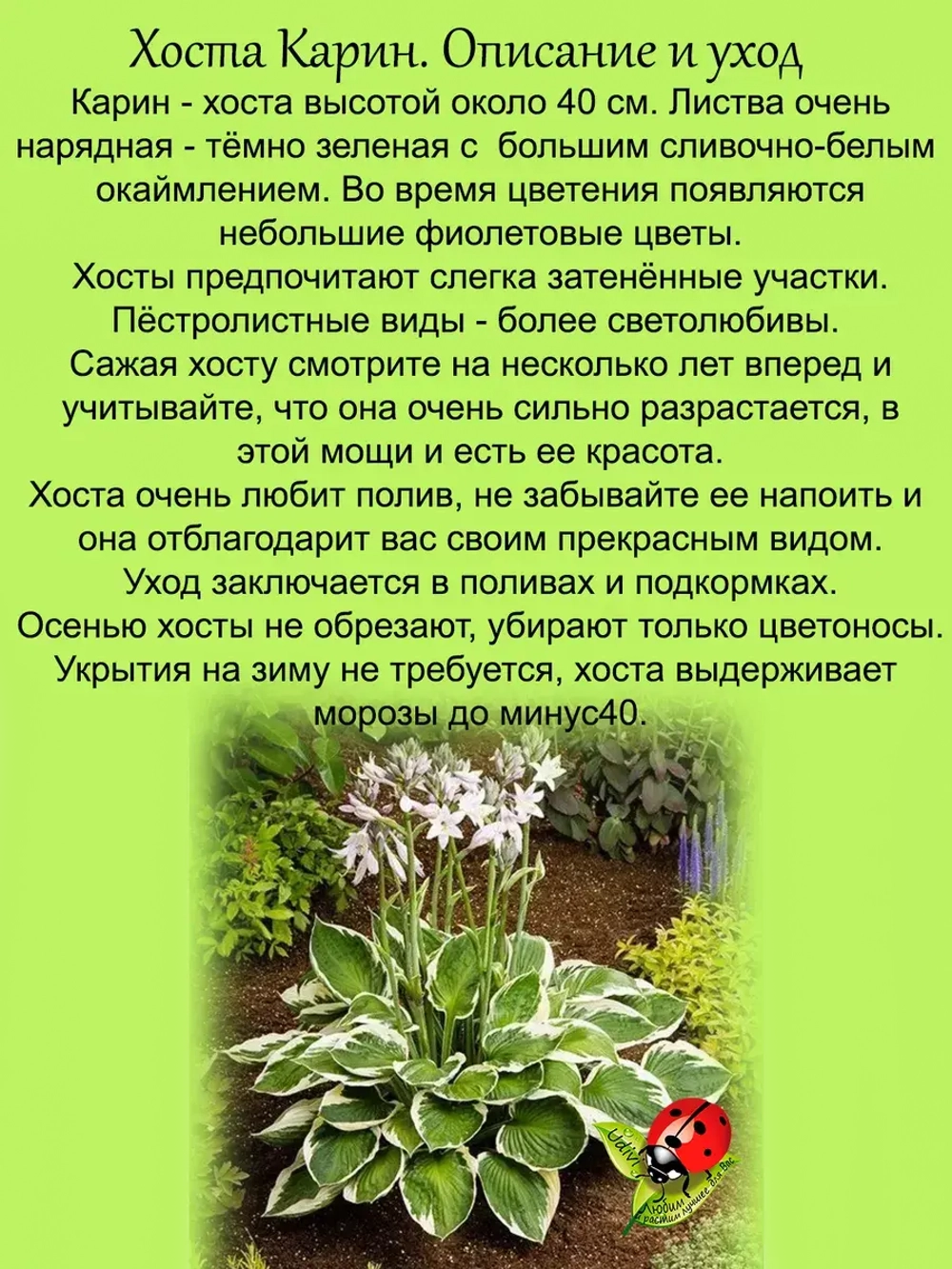 Хоста Карин пестролистная многолетняя