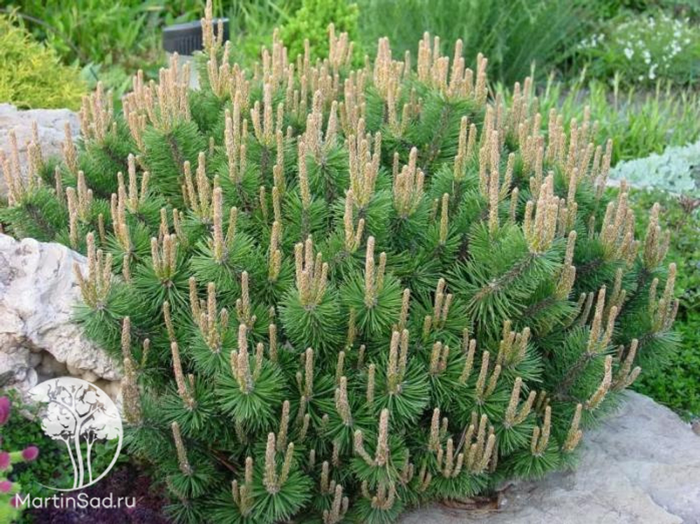 Сосна горная Хампи C5 20-30