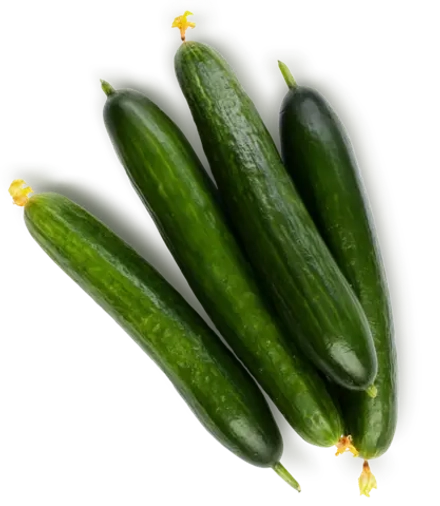 Огурцы среднеплодные