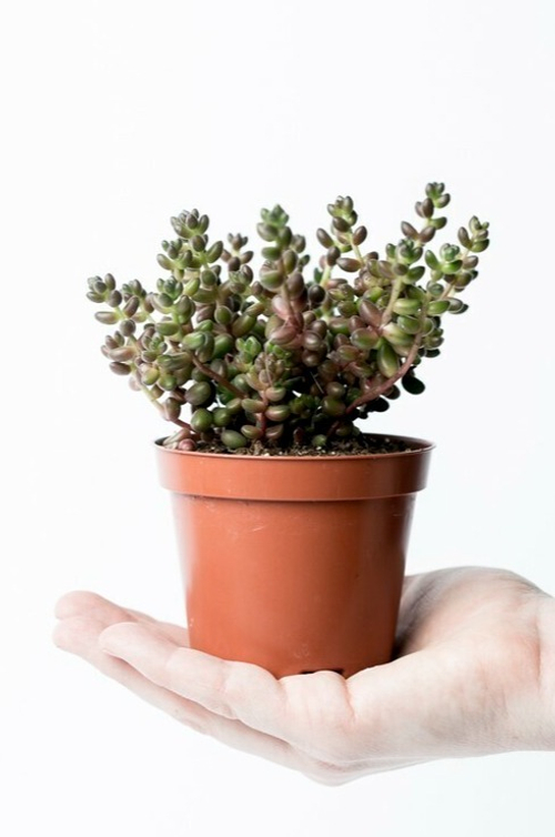 Седум Рубротинктум