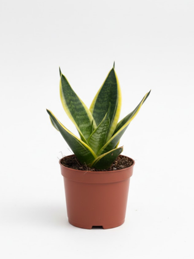 Сансевиерия Single Head Lotus Orc