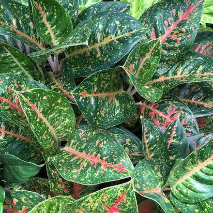 Аглаонема MAHA SEDTHEE GREEN