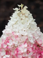 Гортензия метельчатая Стровберри Блоссом