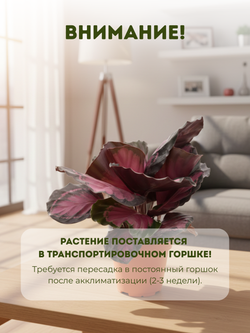 Калатея Lucky Goddess д.11