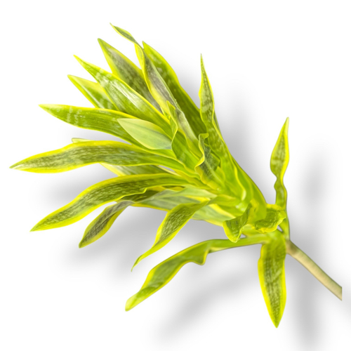 Драцена лайм ветка 80 см.