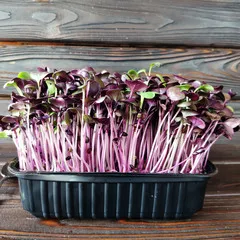 Редис фиолетовый на корне (лоток) / 40 гр