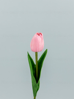 Тюльпан латекс