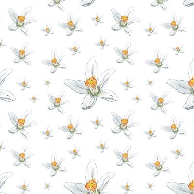 Цветы апельсина на белом акварель