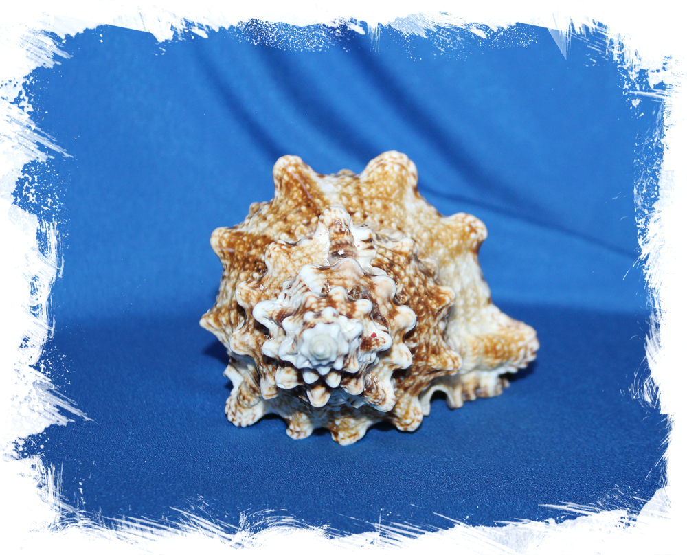 Ракушка Бурса Бубо 13-16 см