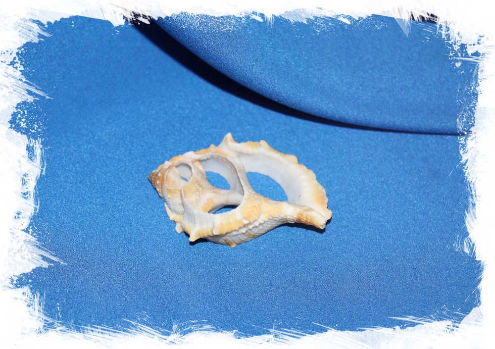Срез морской ракушки Бурса