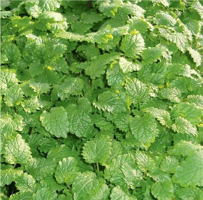 Исидора семена мелисы (Гавриш)