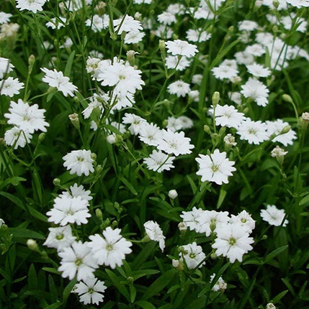 Смолевка альпийская Starry Dreams (white)