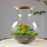 Флорариум эко-система Bubble Фиттония