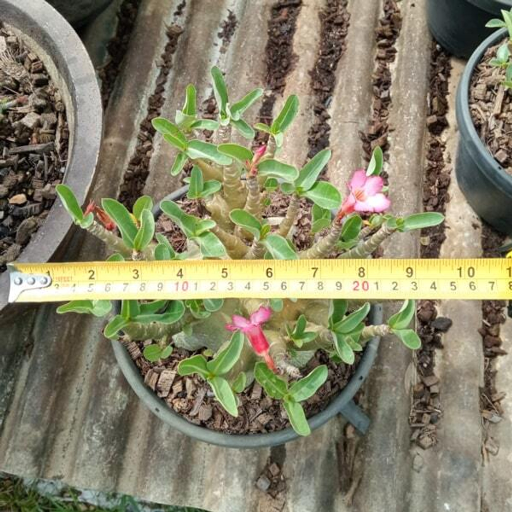 Адениум арабикум MIX L