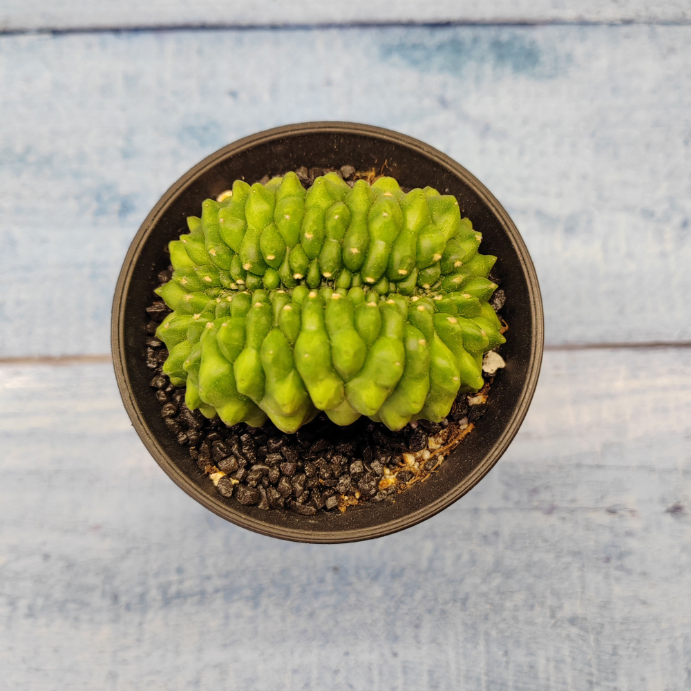 Gymnocalycium Spineless Crested form (Гимнокалициум Кристатный)