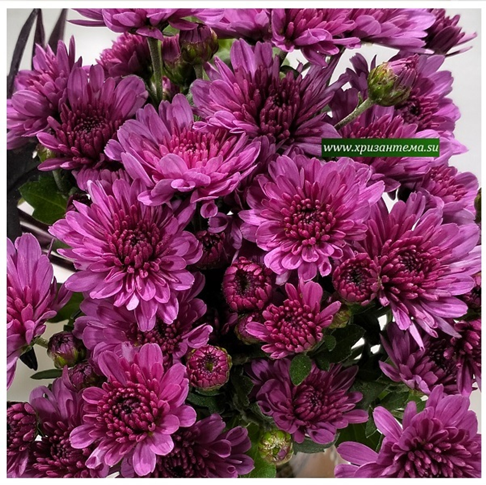 Хризантема мультифлора Bransound Purple м. 179(отгрузка май 2025г)