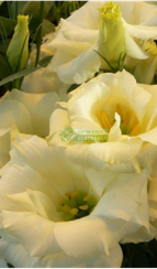 Лизиантус (Эустома) крупноцветковый ECHO YELLOW (Драже)