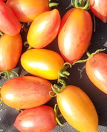 Сладкая карамелька желтая