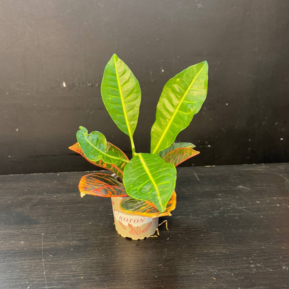 Кротон (Codiaeum variegatum)