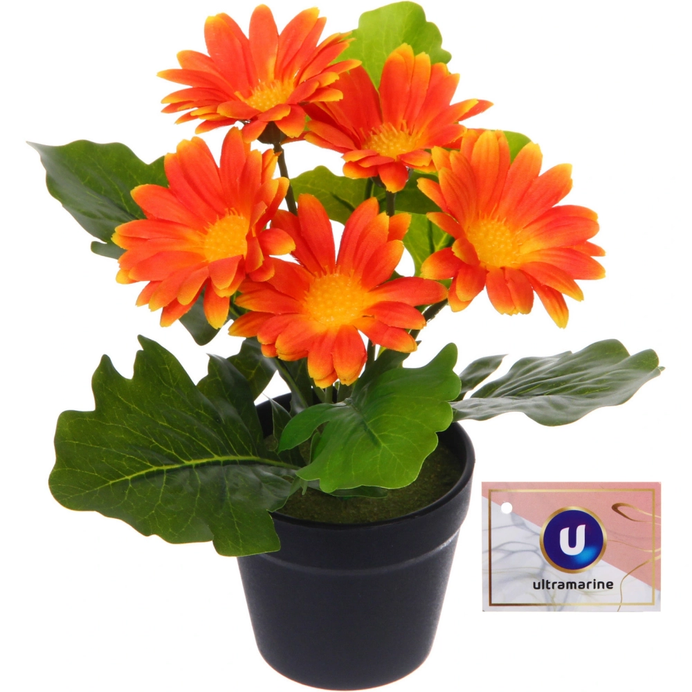 Цветочная композиция «Поцелуй лета» Хризантема оранжевая 20см