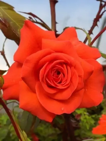 Роза плетистая Салита