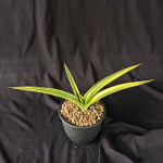 Сансевиерия ZANZIBARICA VAR