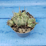 Euphorbia meloformis f. Variegated (Эуфорбия вариегатная)