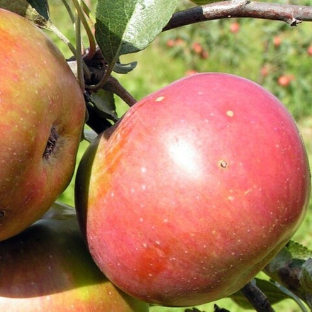 Яблоня Весялина