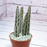 Senecio Stapeliiformis (Крестовник)