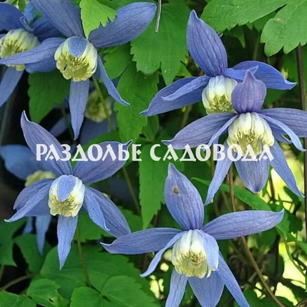 Клематис (княжик) Альпина
