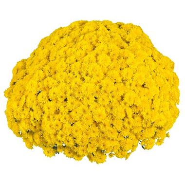 7019 Хризантема мультифлора PARTY YELLOW  (ВЕСНА 2025)