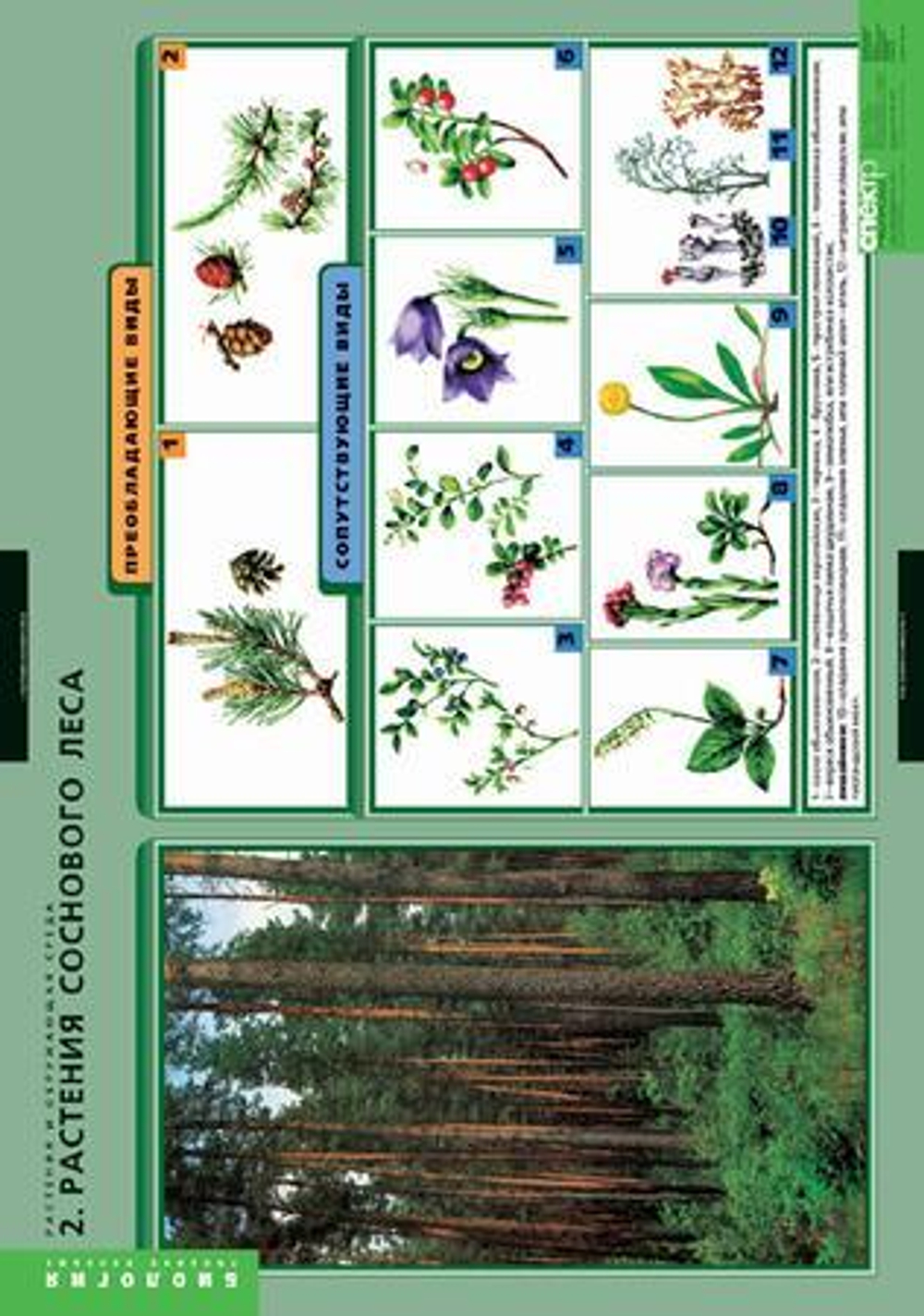Комплект таблиц "Растения и окружающая среда" (7 табл.)