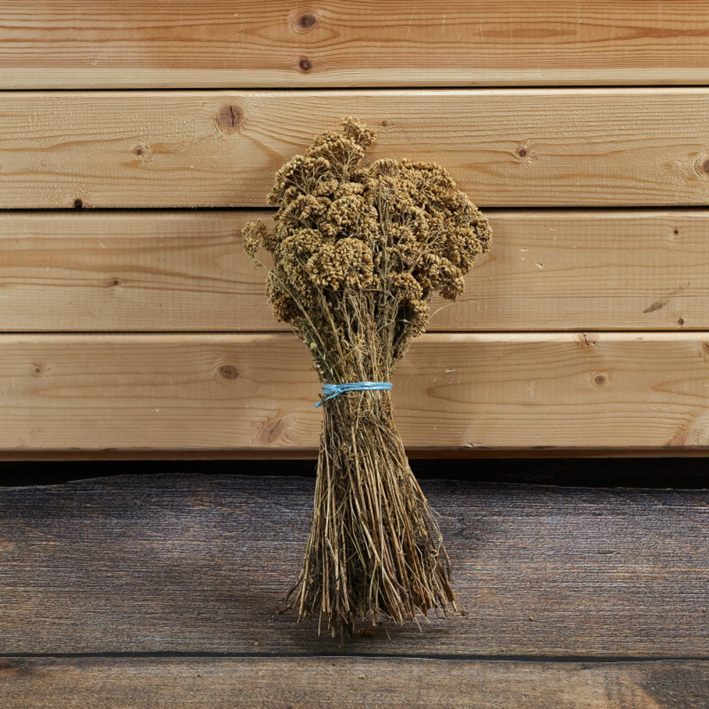 Тысячелистник,букет_2.jpg Тысячелистник,букет_2.jpg