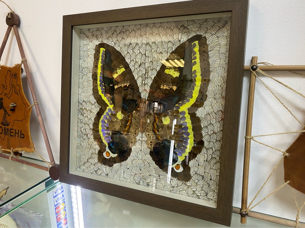 Сибирская бабочка